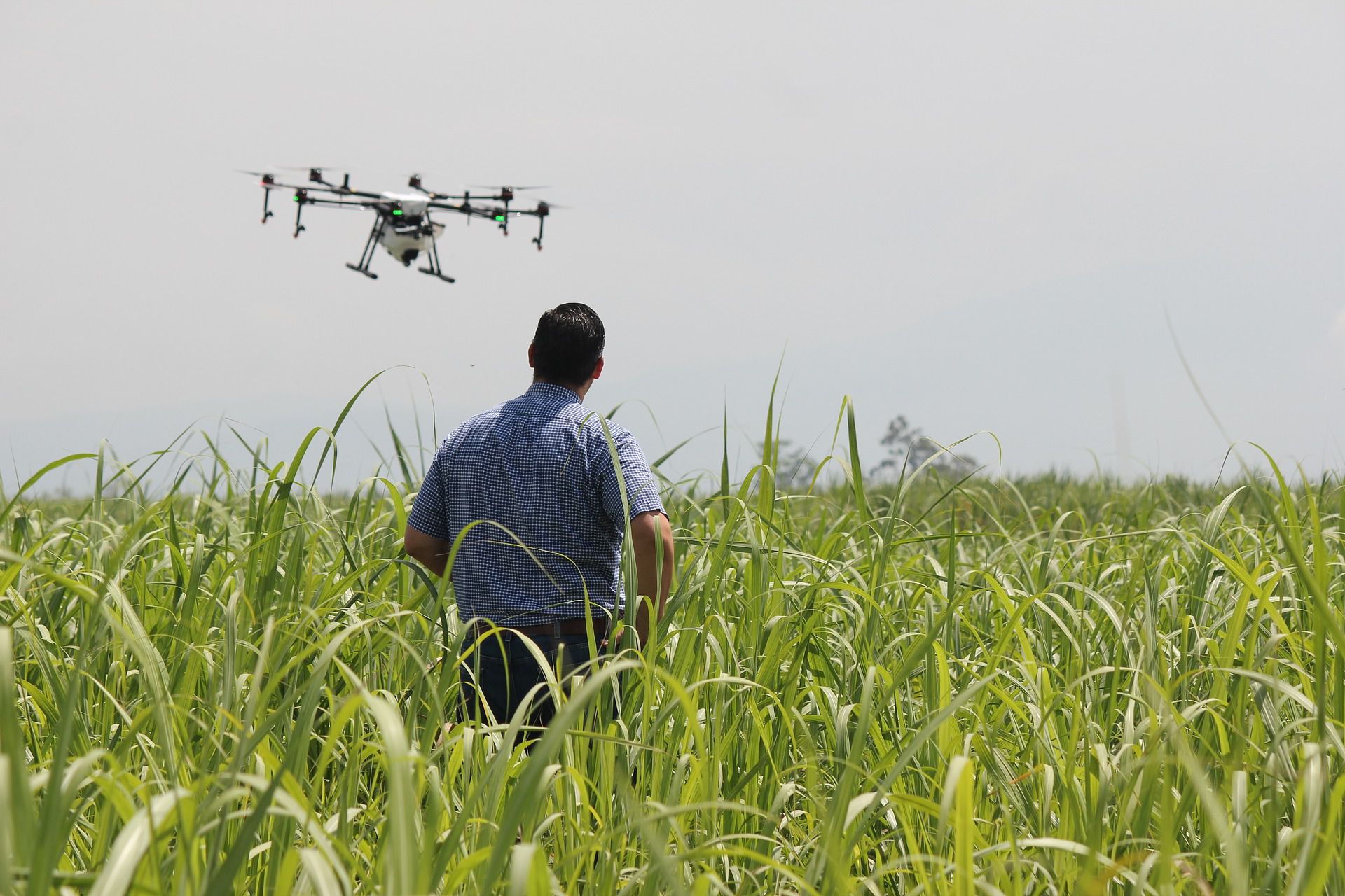Drone in crop field