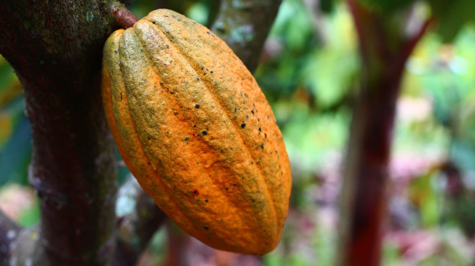 Cocoa Bean plant