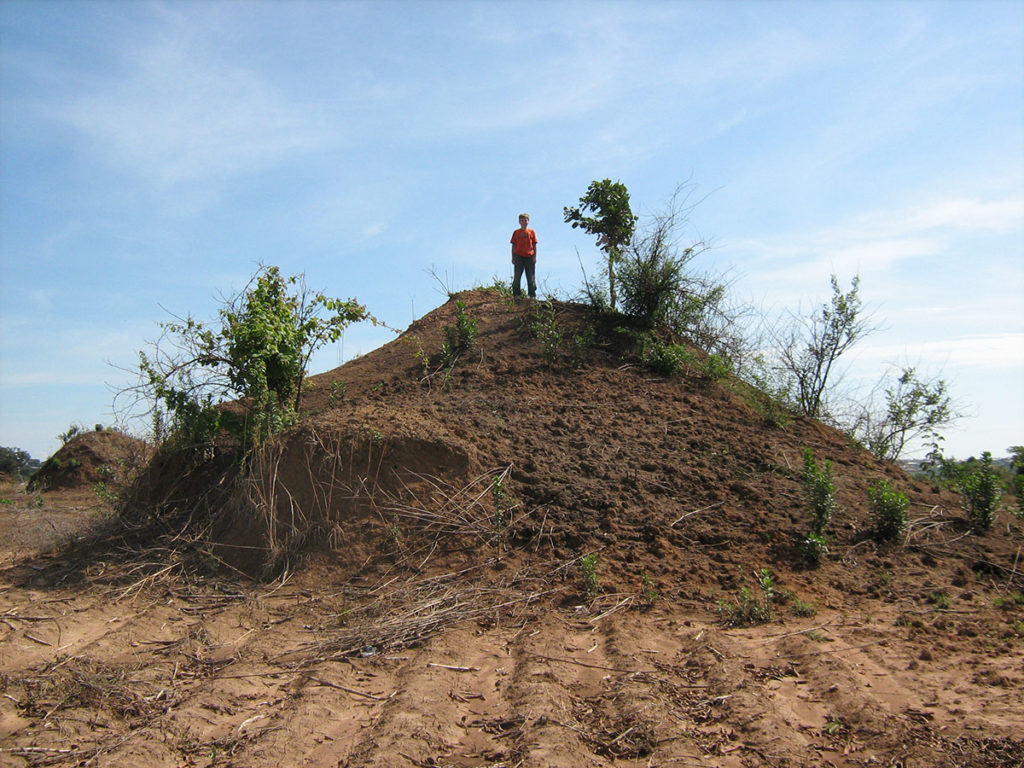 A large anthill in Zambia