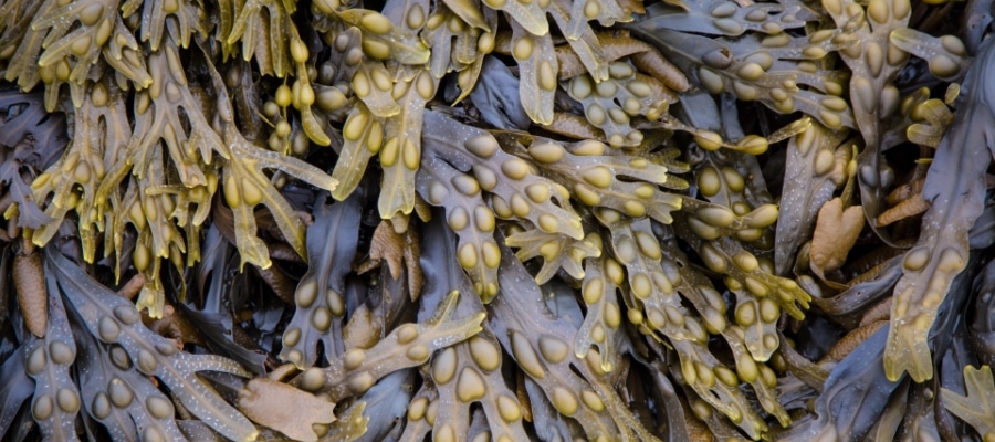 Dark green seaweed with big green looking cysts