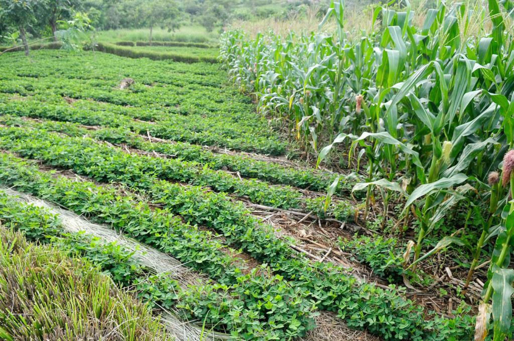 Fix the Dangerous Vulnerabilities in Smallholder Agriculture Now