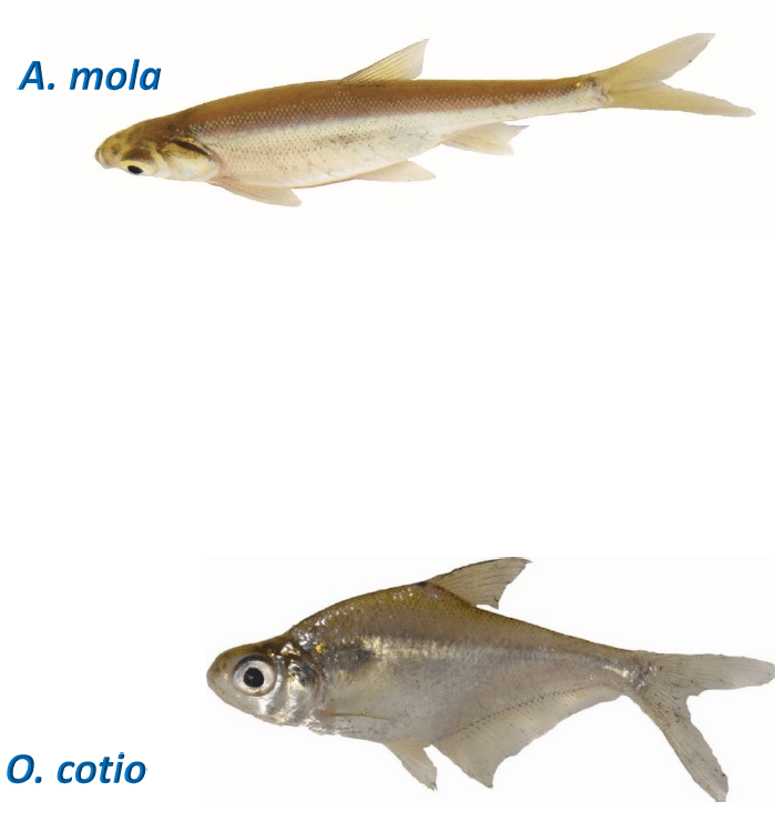 Mola and Dhela fish