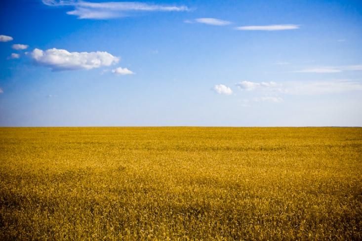 Ukraine wheat field