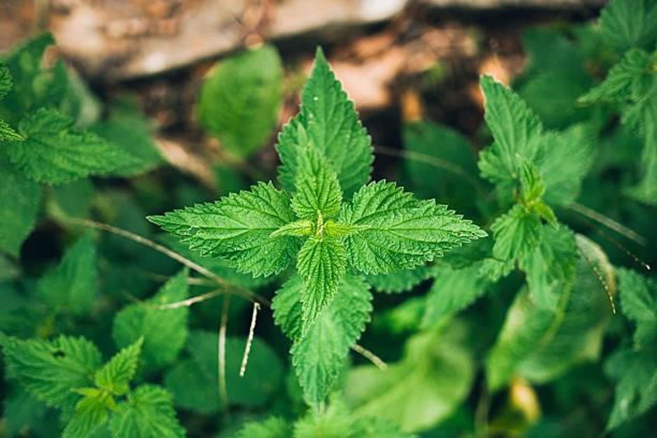 The Incredible Edible Nettle - Grow Further – A food-secure future