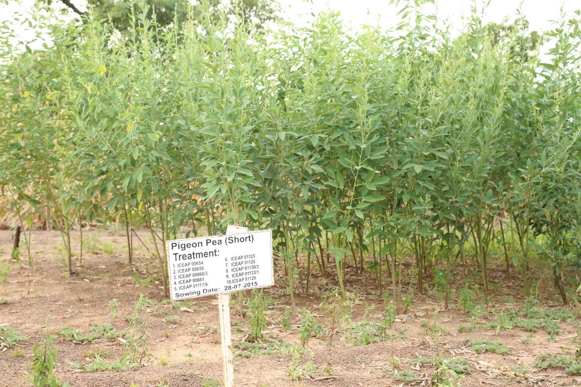 Planning a Pigeon Pea Revolution in Northern Ghana