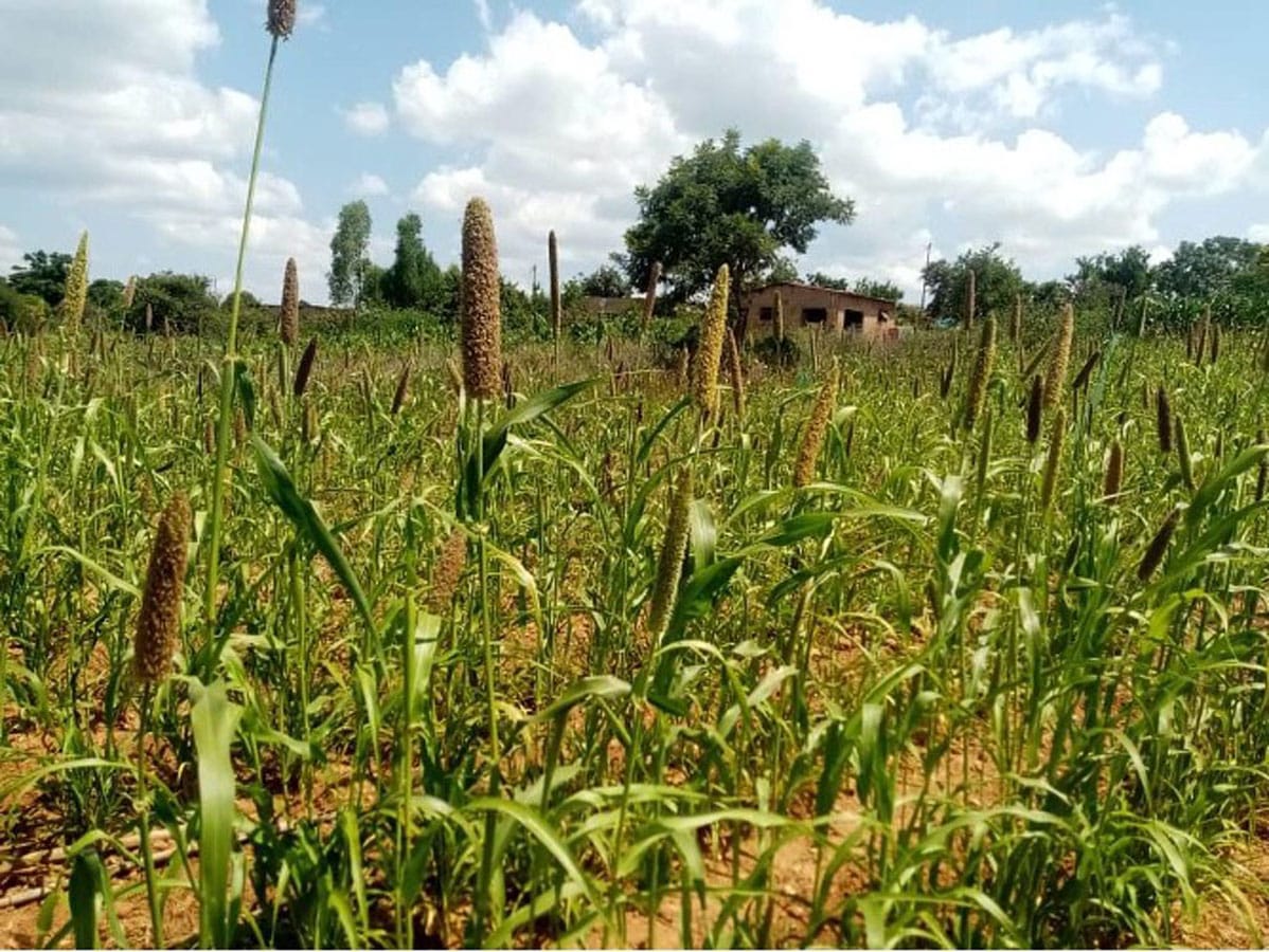 Building a Better Pearl Millet
