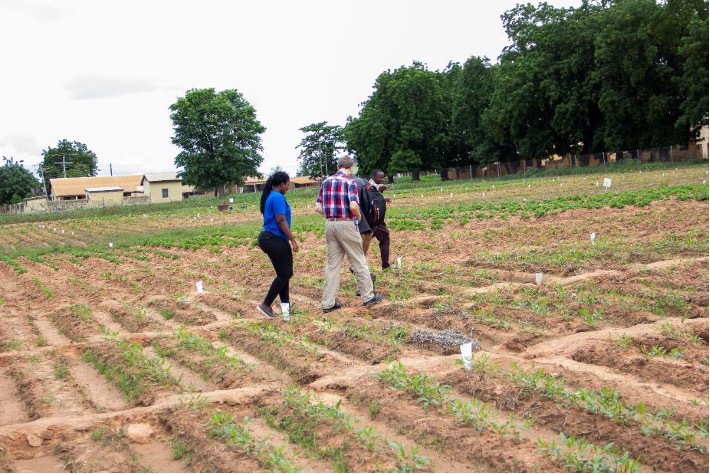 Above, you can see Peter walking the rows of test plants as his hosts explain their research and the multiple Bambara groundnut varieties they are testing. Notice again the different leaf colors