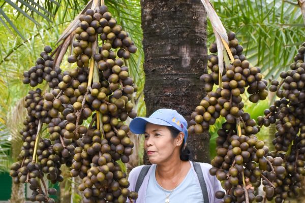 Asian woman farmer working at Palm Oil field In Thailand