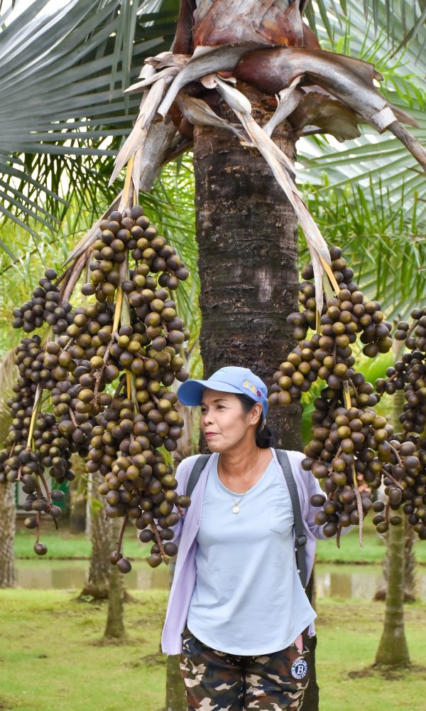 Asian woman farmer working at Palm Oil field In Thailand