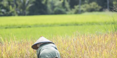 Farmers working in a rice paddy field, Bukittinggi, West Sumatra, Indonesia, Asia