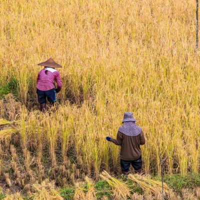 Thai farmers harvesting crops