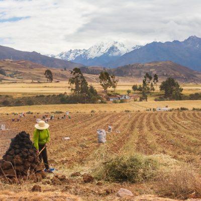 Worker in field, South American Andes mountains