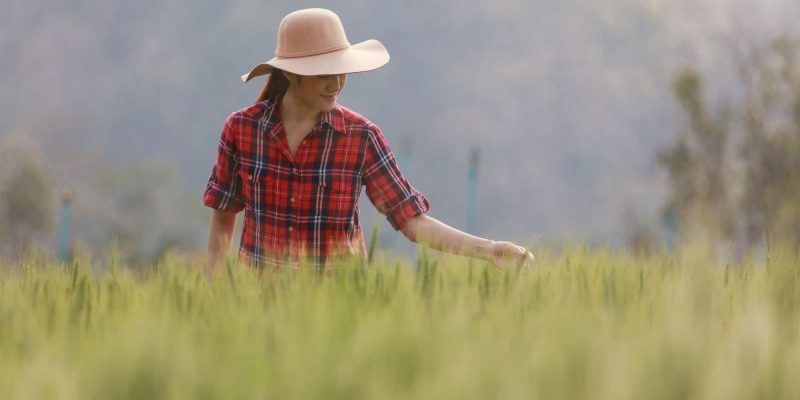 Young Asia woman farmer checking quality in barley land.